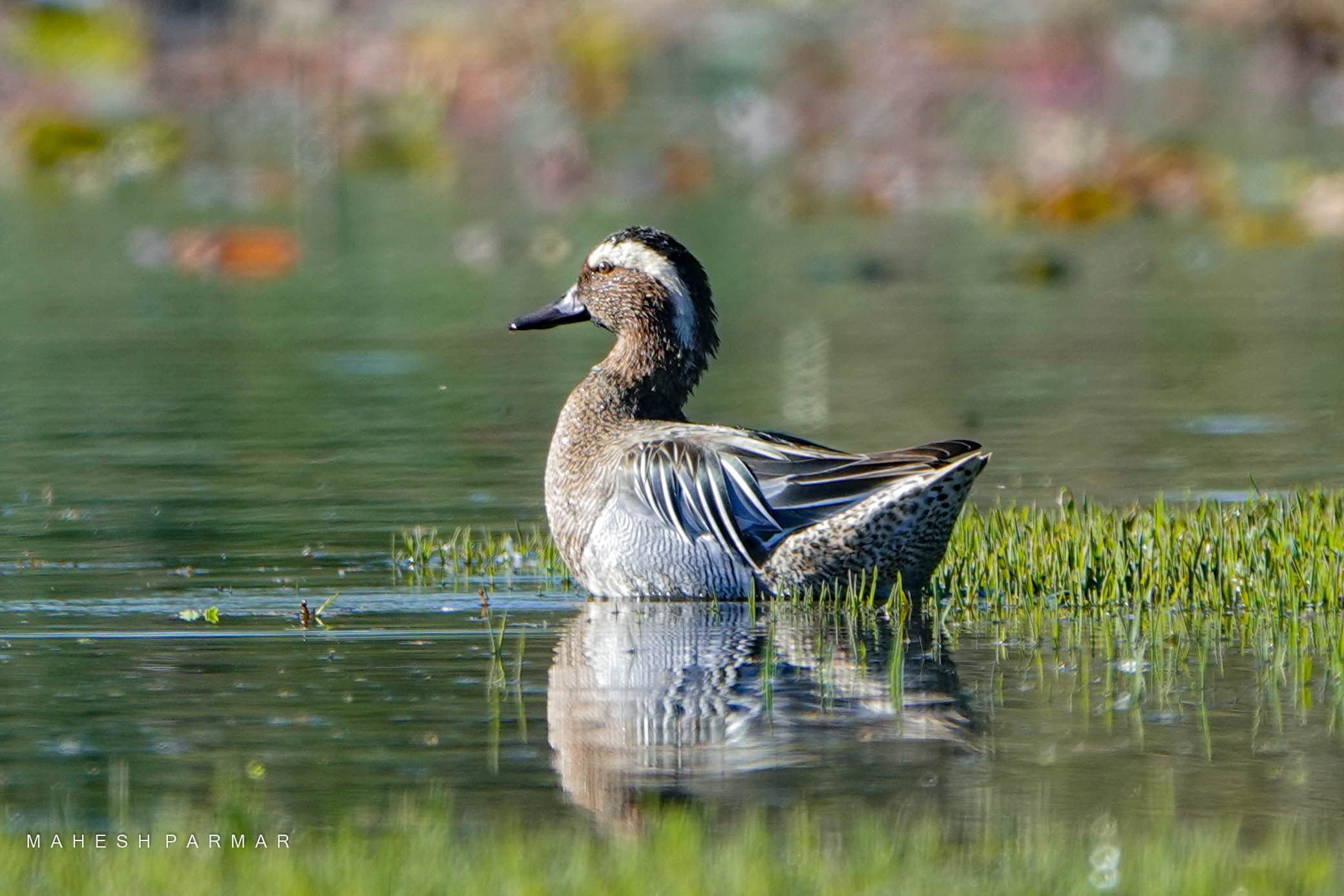 Garganey